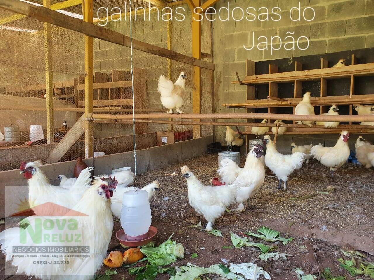 Fazenda à venda com 2 quartos, 4250m² - Foto 47